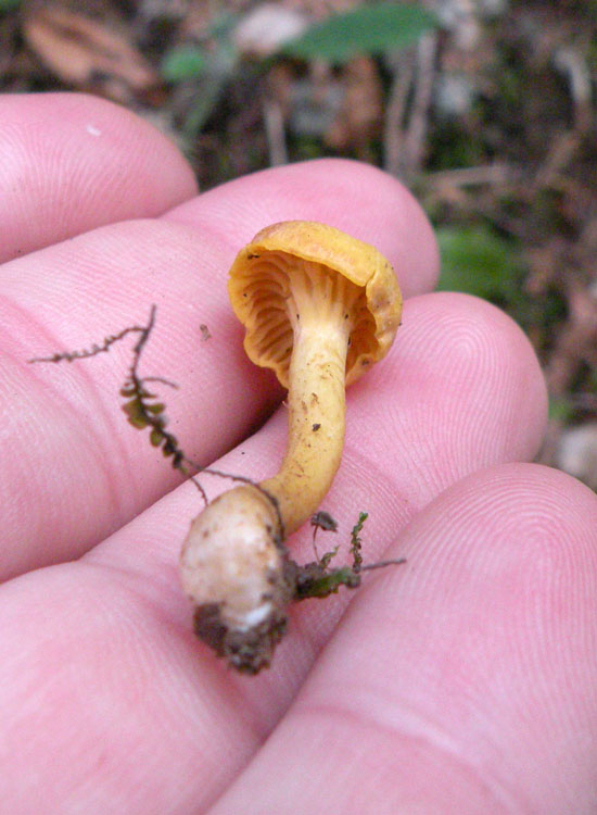 Potrebbe essere Hygrophorus aureus?